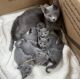 Russian Blue Cats for sale in Chantilly, Virginia. price: $1,200