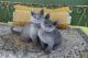 Russian Blue Cats for sale in Reno, NV, USA. price: $1,500