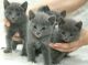 Russian Blue Cats for sale in Charlotte, NC, USA. price: NA