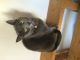Russian Blue Cats for sale in Columbus, OH, USA. price: $140