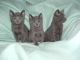Russian Blue Cats for sale in Petersburg, AK 99833, USA. price: $300