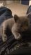 Russian Blue Cats for sale in Louisville, KY, USA. price: $100