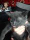 Russian Blue Cats for sale in Springfield, MA, USA. price: NA