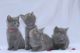 Russian Blue Cats for sale in Roseville, CA, USA. price: NA