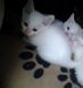 Russian Blue Cats for sale in Peoria, AZ, USA. price: $400