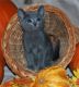 Russian Blue Cats for sale in Gainesville, FL, USA. price: NA
