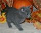 Russian Blue Cats for sale in Chicago, IL, USA. price: NA