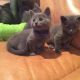 Russian Blue Cats for sale in Little Rock, AR, USA. price: NA