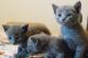 Russian Blue Cats for sale in St Paul, MN, USA. price: NA