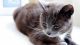 Russian Blue Cats for sale in Jacksonville, FL, USA. price: NA