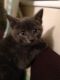 Russian Blue Cats for sale in Jacksonville, FL, USA. price: NA