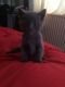 Russian Blue Cats for sale in Sterling Heights, MI, USA. price: NA