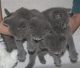 Russian Blue Cats for sale in Arlington, TX, USA. price: NA