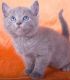 Russian Blue Cats for sale in Concord, CA, USA. price: NA