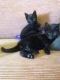 Russian Blue Cats for sale in Minneapolis, MN, USA. price: $350