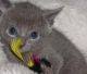 Russian Blue Cats for sale in Minneapolis, MN, USA. price: $300