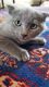 Russian Blue Cats for sale in Birmingham, AL, USA. price: NA