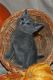 Russian Blue Cats for sale in Poliçan, Albania. price: 200 ALL