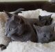 Russian Blue Cats for sale in Brooklyn, NY, USA. price: NA
