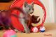 Russian Blue Cats for sale in Dallas Township, PA, USA. price: NA