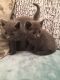 Russian Blue Cats for sale in Augusta, WI 54722, USA. price: $450