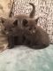 Russian Blue Cats for sale in Seattle, WA 98106, USA. price: $450