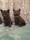 Russian Blue Cats for sale in Leesburg, VA 20176, USA. price: $450