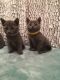 Russian Blue Cats for sale in Cedar Valley, UT 84013, USA. price: NA