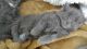 Russian Blue Cats for sale in Olympia, WA, USA. price: $300