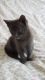 Russian Blue Cats for sale in Erie, PA, USA. price: NA