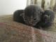 Russian Blue Cats for sale in Erie, PA, USA. price: NA