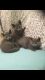 Russian Blue Cats for sale in Philadelphia County, PA, USA. price: NA