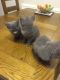 Russian Blue Cats for sale in Bronx, NY, USA. price: NA