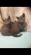 Russian Blue Cats for sale in Bronxdale Ave, Bronx, NY 10462, USA. price: NA
