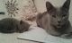 Russian Blue Cats for sale in Frisco, TX, USA. price: NA