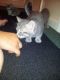 Russian Blue Cats for sale in Omar Ave, Carteret, NJ 07008, USA. price: NA