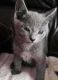 Russian Blue Cats for sale in Frisco, TX, USA. price: NA
