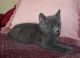Russian Blue Cats for sale in Temple City, CA, USA. price: NA
