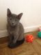 Russian Blue Cats for sale in Bedford, OH 44146, USA. price: $450