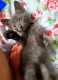 Russian Blue Cats for sale in Philadelphia, PA 19107, USA. price: NA