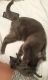 Russian Blue Cats for sale in Bronx, NY 10462, USA. price: NA