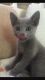 Russian Blue Cats for sale in Burgettstown, PA 15021, USA. price: NA