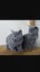 Russian Blue Cats for sale in Burgettstown, PA 15021, USA. price: NA