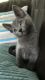 Russian Blue Cats for sale in Fresno, CA, USA. price: NA