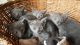 Russian Blue Cats for sale in Minneapolis, MN, USA. price: $500