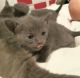 Russian Blue Cats for sale in Bronx, NY 10462, USA. price: NA