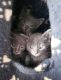 Russian Blue Cats for sale in Burgettstown, PA 15021, USA. price: $400