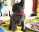 Russian Blue Cats for sale in NJ-3, Clifton, NJ, USA. price: NA