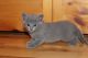 Russian Blue Cats for sale in NJ-3, Clifton, NJ, USA. price: $460
