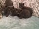 Russian Blue Cats for sale in Columbus, OH, USA. price: $300